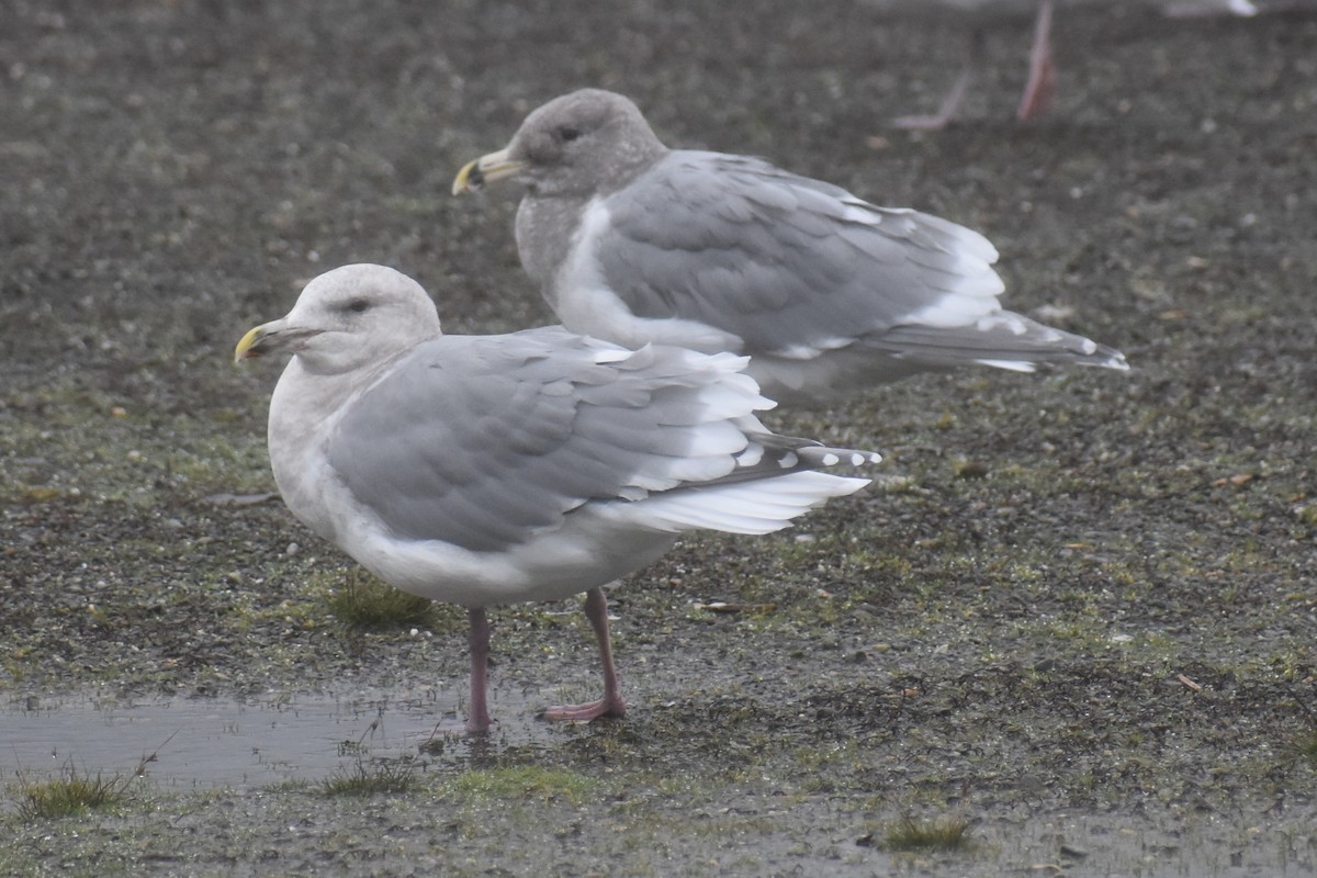 Western x Glaucous-winged Gull (hybrid) - ML646422376