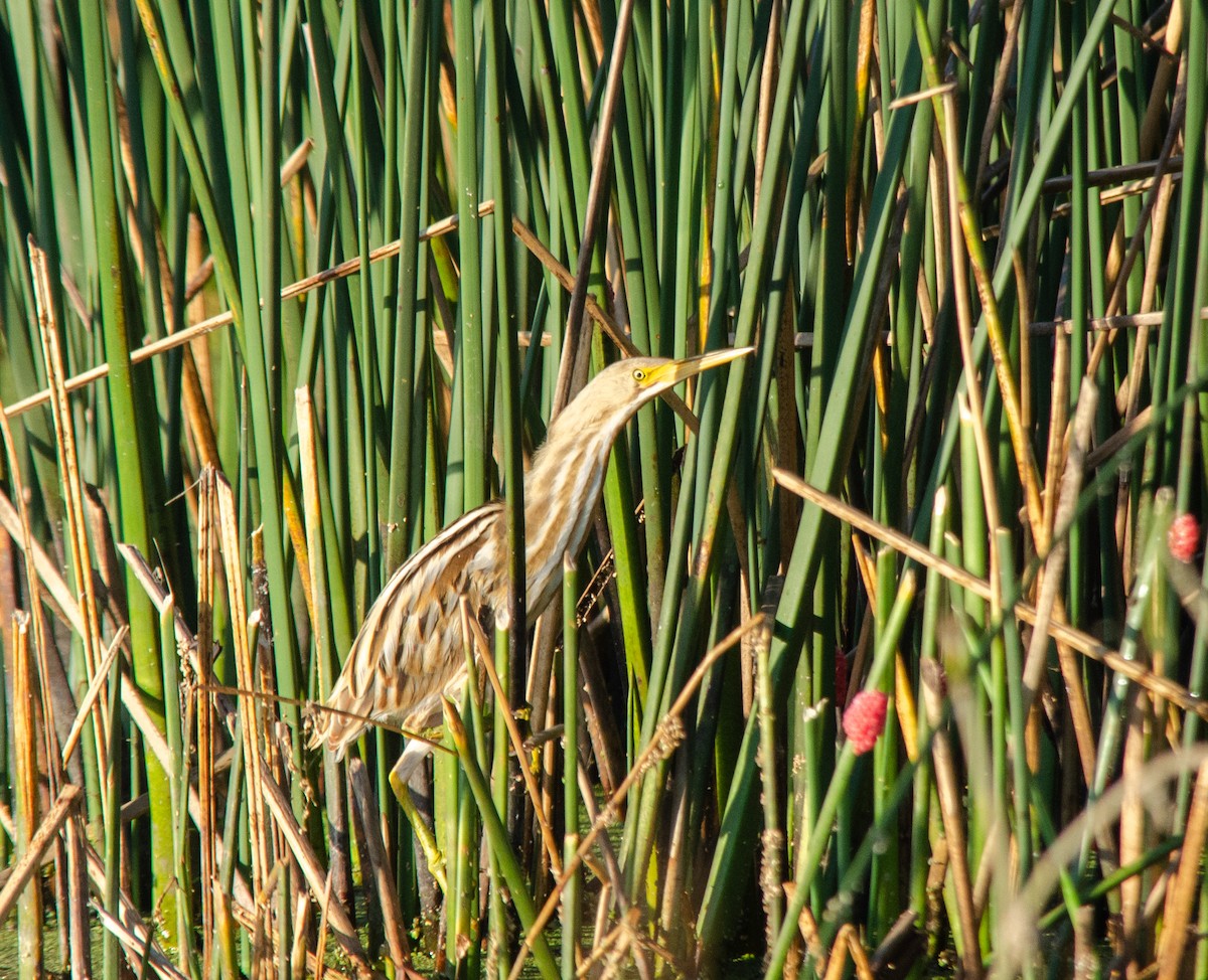 Stripe-backed Bittern - ML646422377
