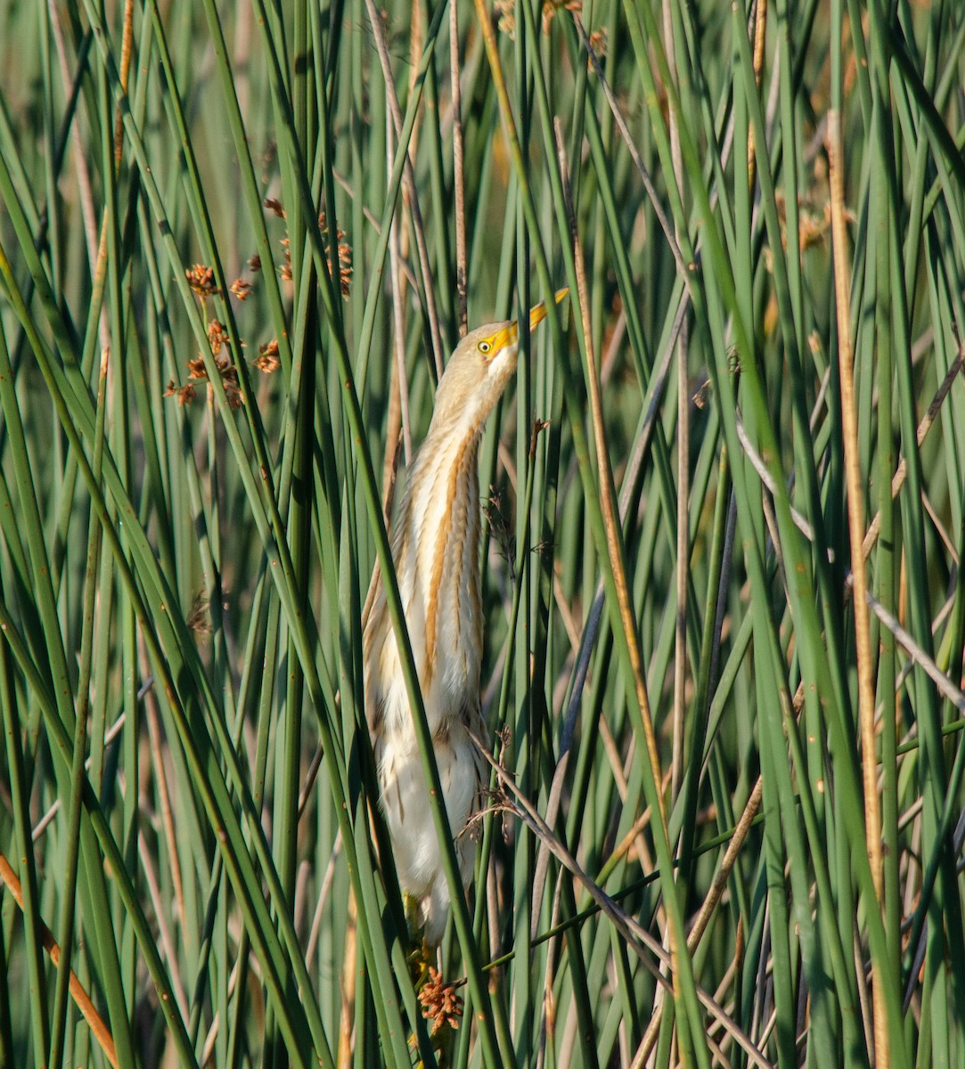 Stripe-backed Bittern - ML646422378