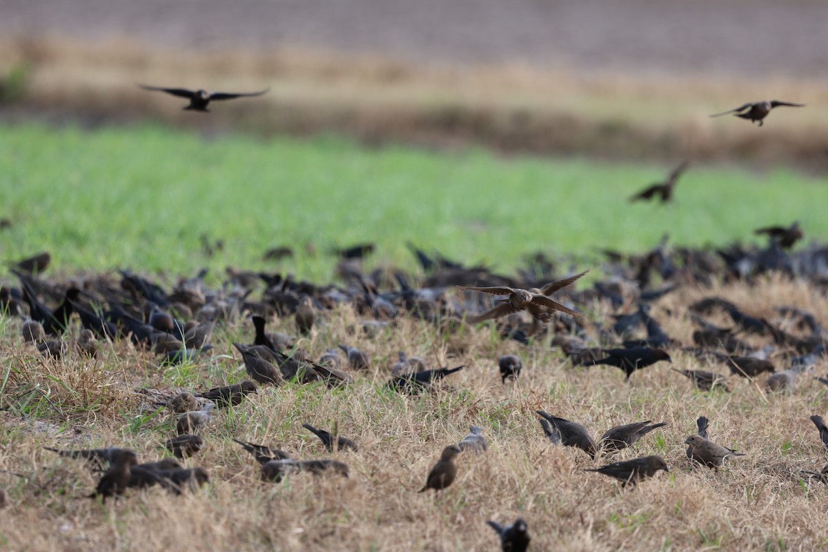 Braunkopf-Kuhstärling - ML646422379