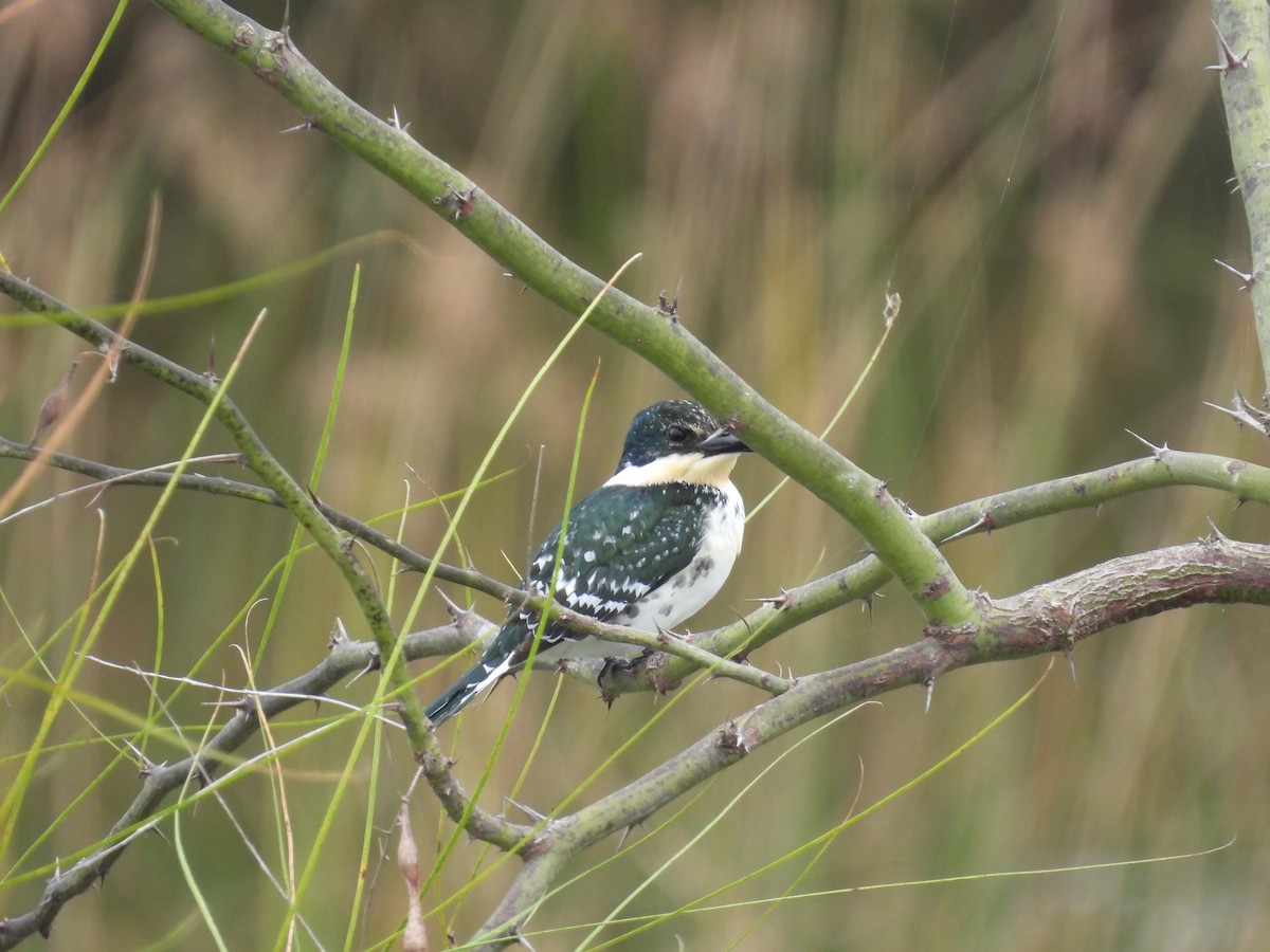 Green Kingfisher - ML646422380