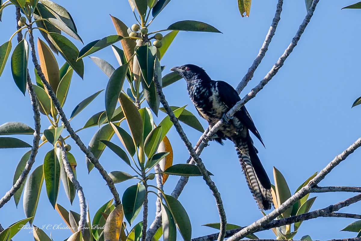 Pacific Koel - ML646422381