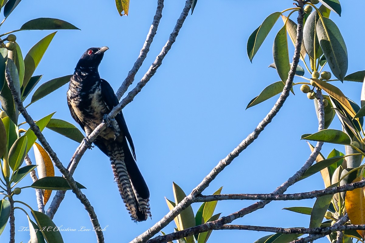 Pacific Koel - ML646422382