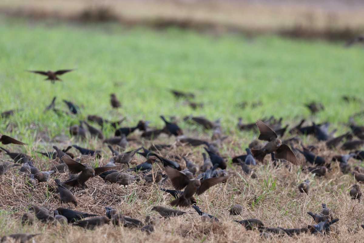 Braunkopf-Kuhstärling - ML646422383