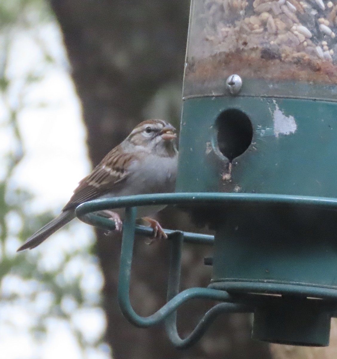 Chipping Sparrow - ML646422384