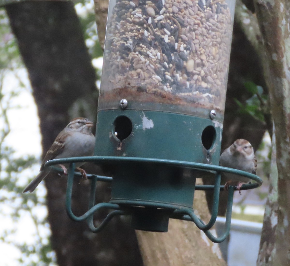Chipping Sparrow - ML646422385