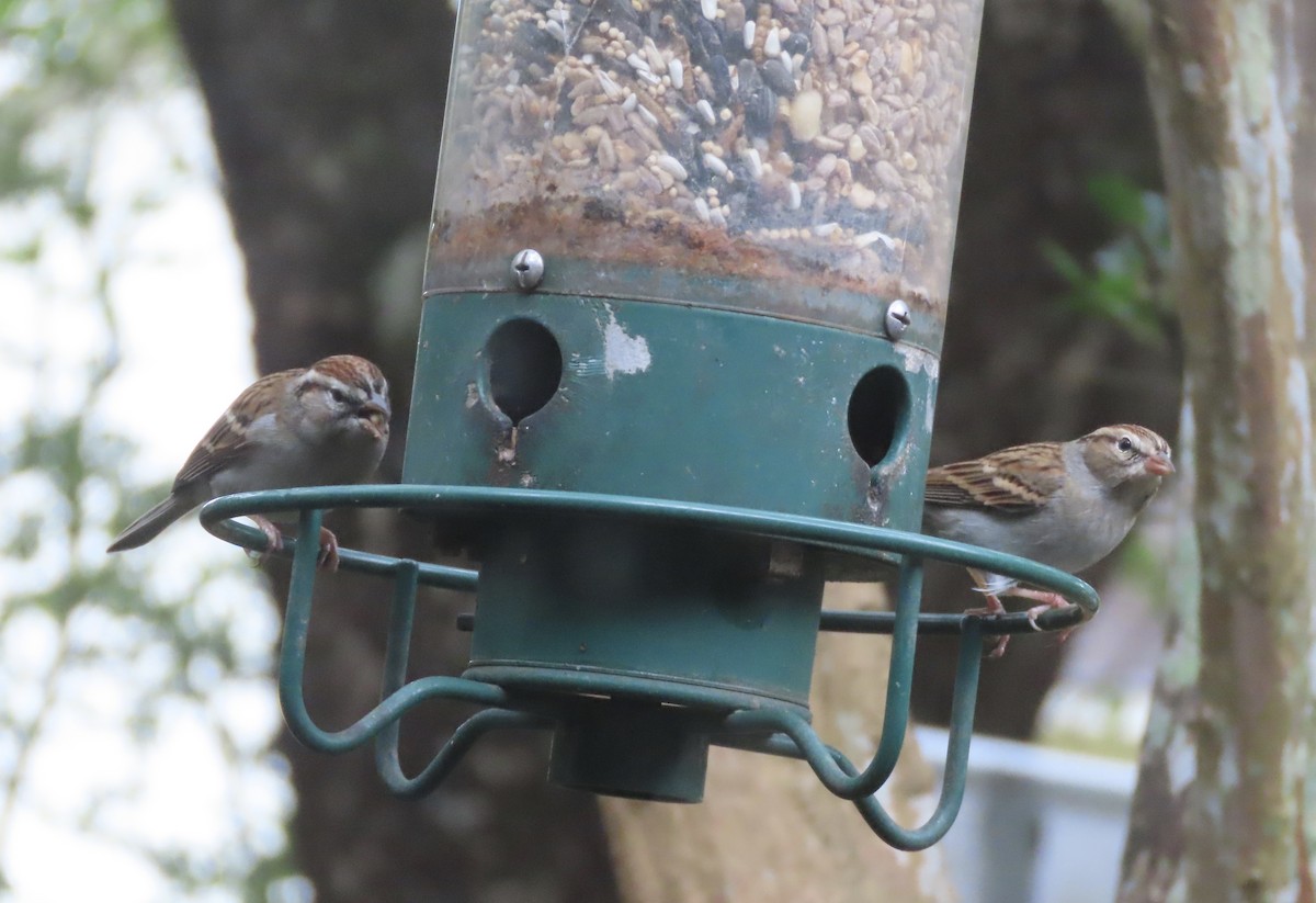 Chipping Sparrow - ML646422386