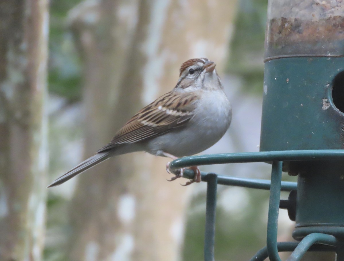 Chipping Sparrow - ML646422387