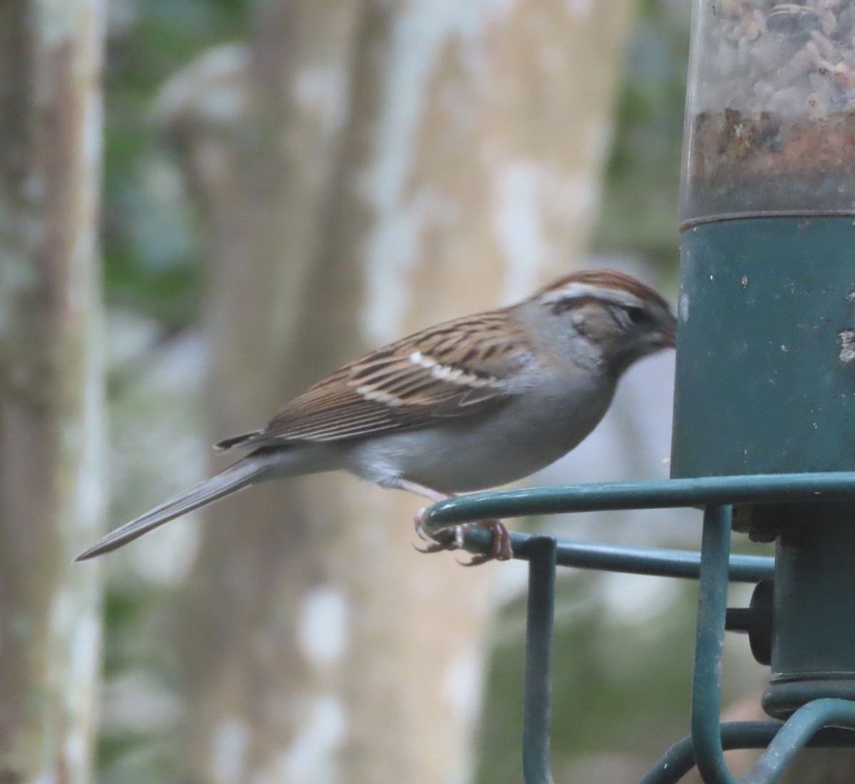 Chipping Sparrow - ML646422388