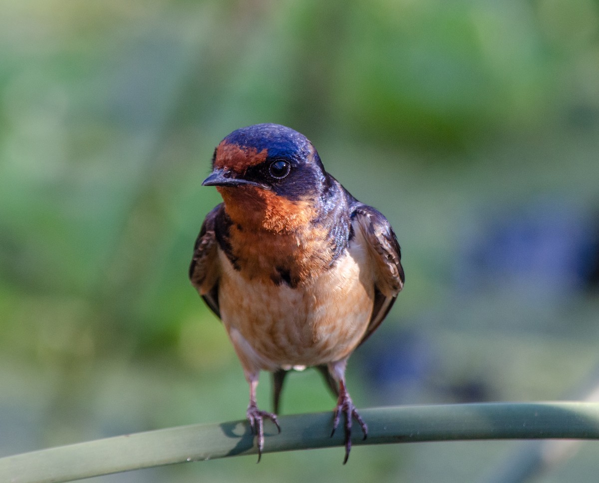 vlaštovka obecná - ML646422389