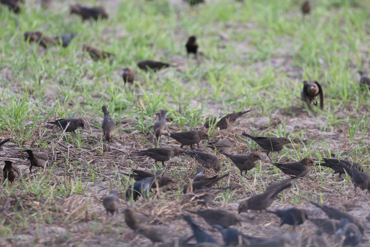 Braunkopf-Kuhstärling - ML646422390