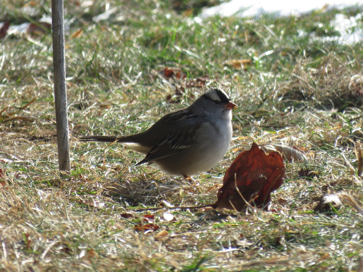White-crowned Sparrow - ML646422391