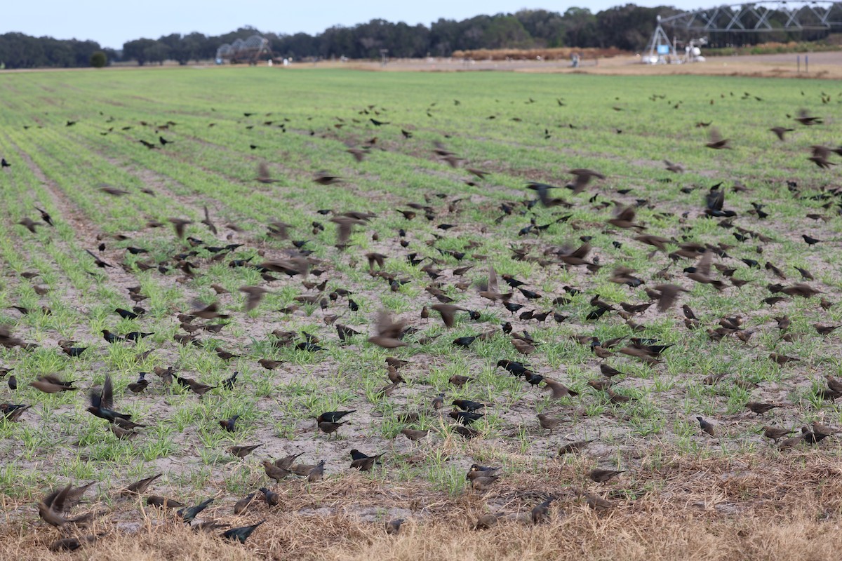 Braunkopf-Kuhstärling - ML646422394