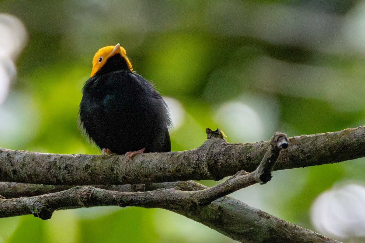 Golden-headed Manakin - ML646422395