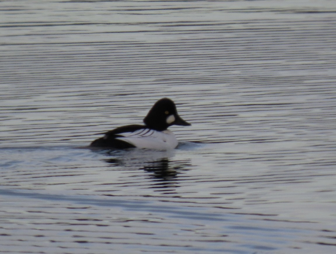 鵲鴨 - ML646422396