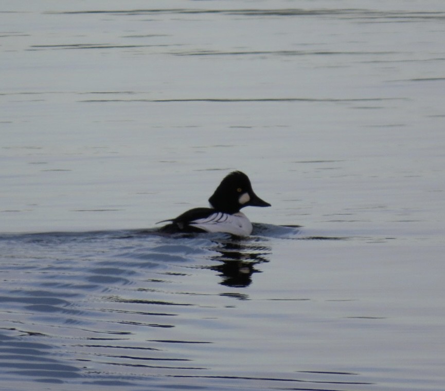 鵲鴨 - ML646422397