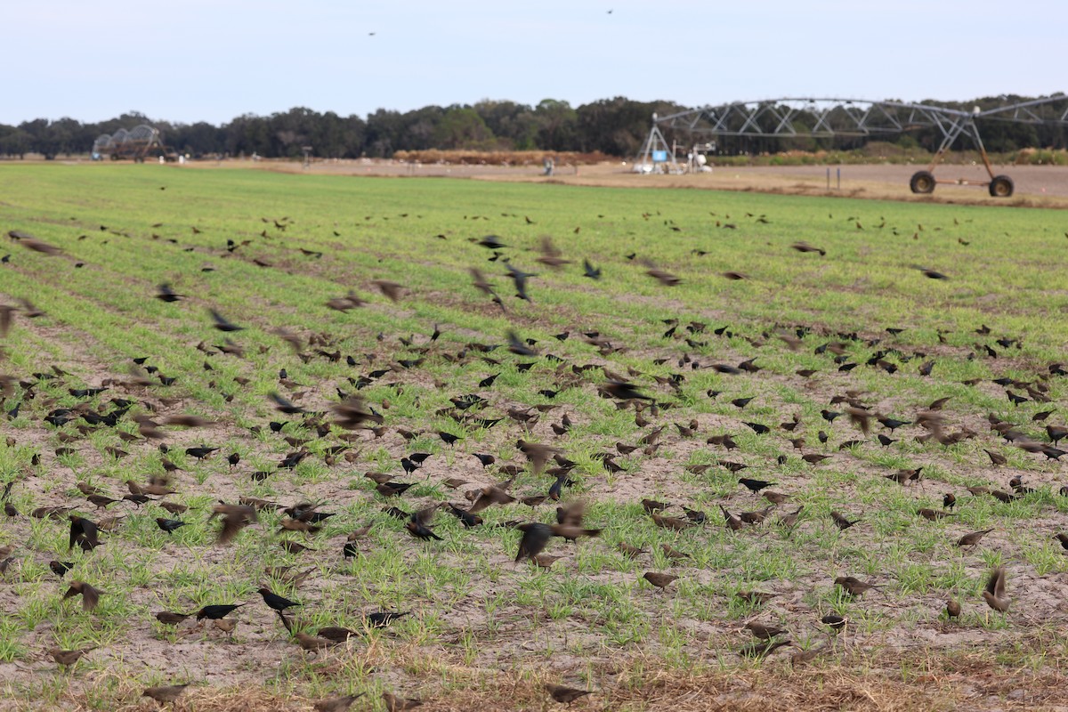 Braunkopf-Kuhstärling - ML646422398