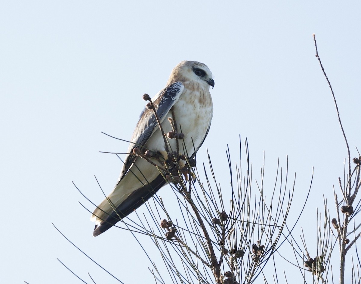 Black-shouldered Kite - ML646422399