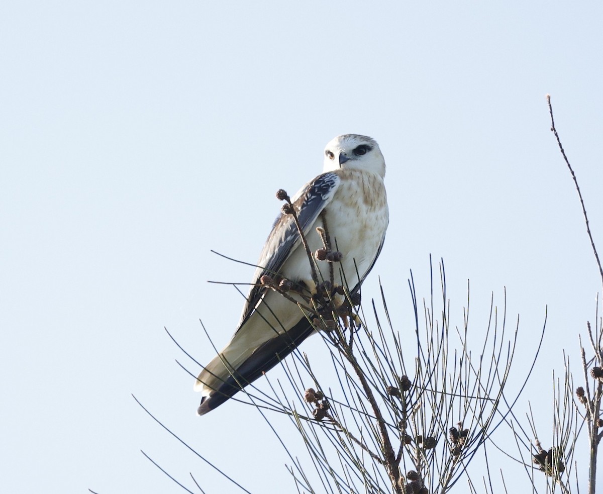 Black-shouldered Kite - ML646422400