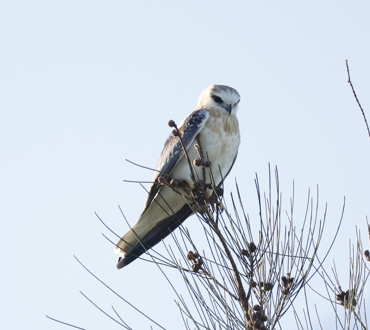 Black-shouldered Kite - ML646422401