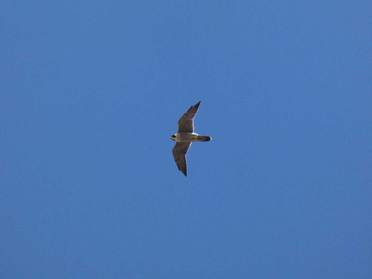 Peregrine Falcon - ML646422402