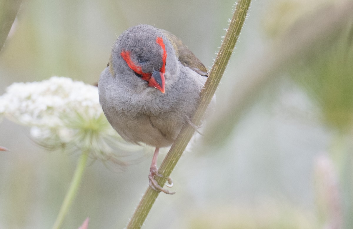 Red-browed Firetail - ML646422403