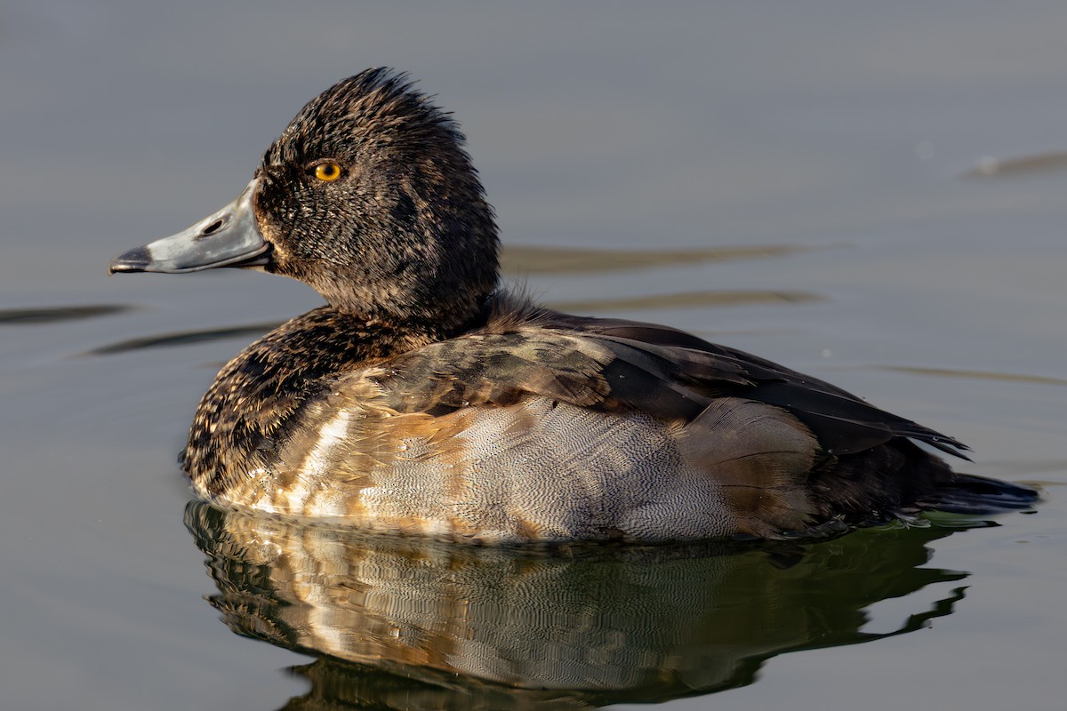 Ring-necked Duck - ML646422408