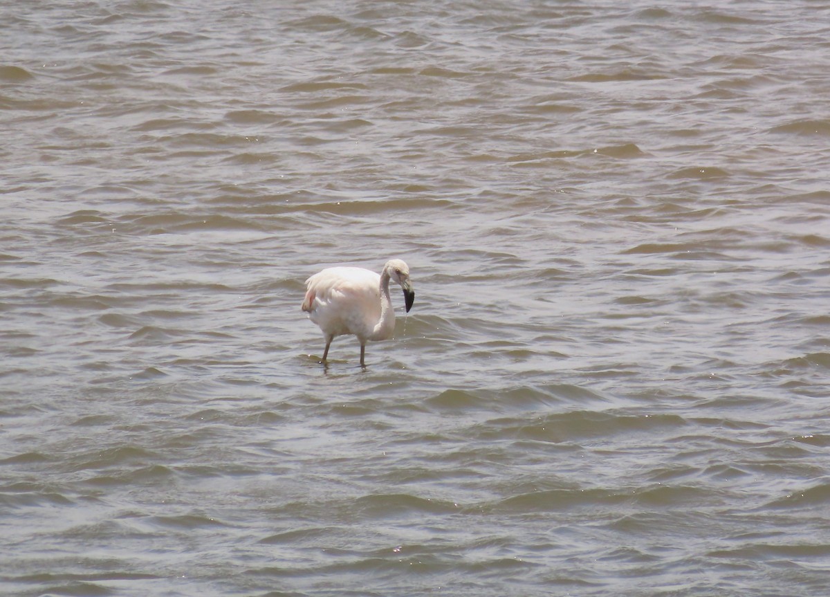 Fenicottero cileno - ML646422409