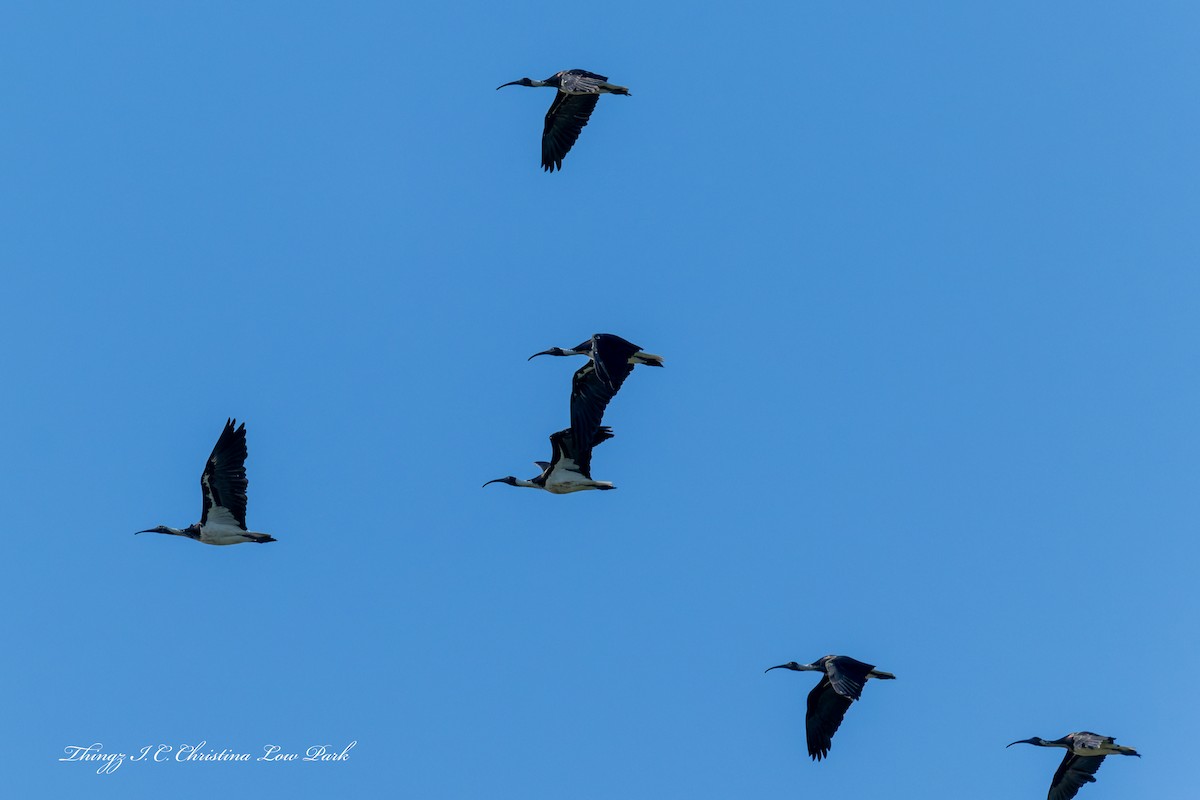 Straw-necked Ibis - ML646422412
