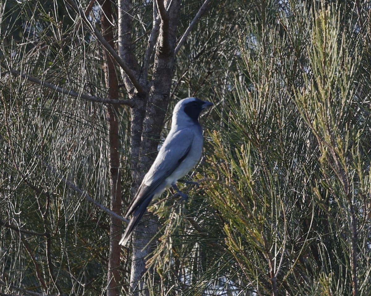Black-faced Cuckooshrike - ML646422413