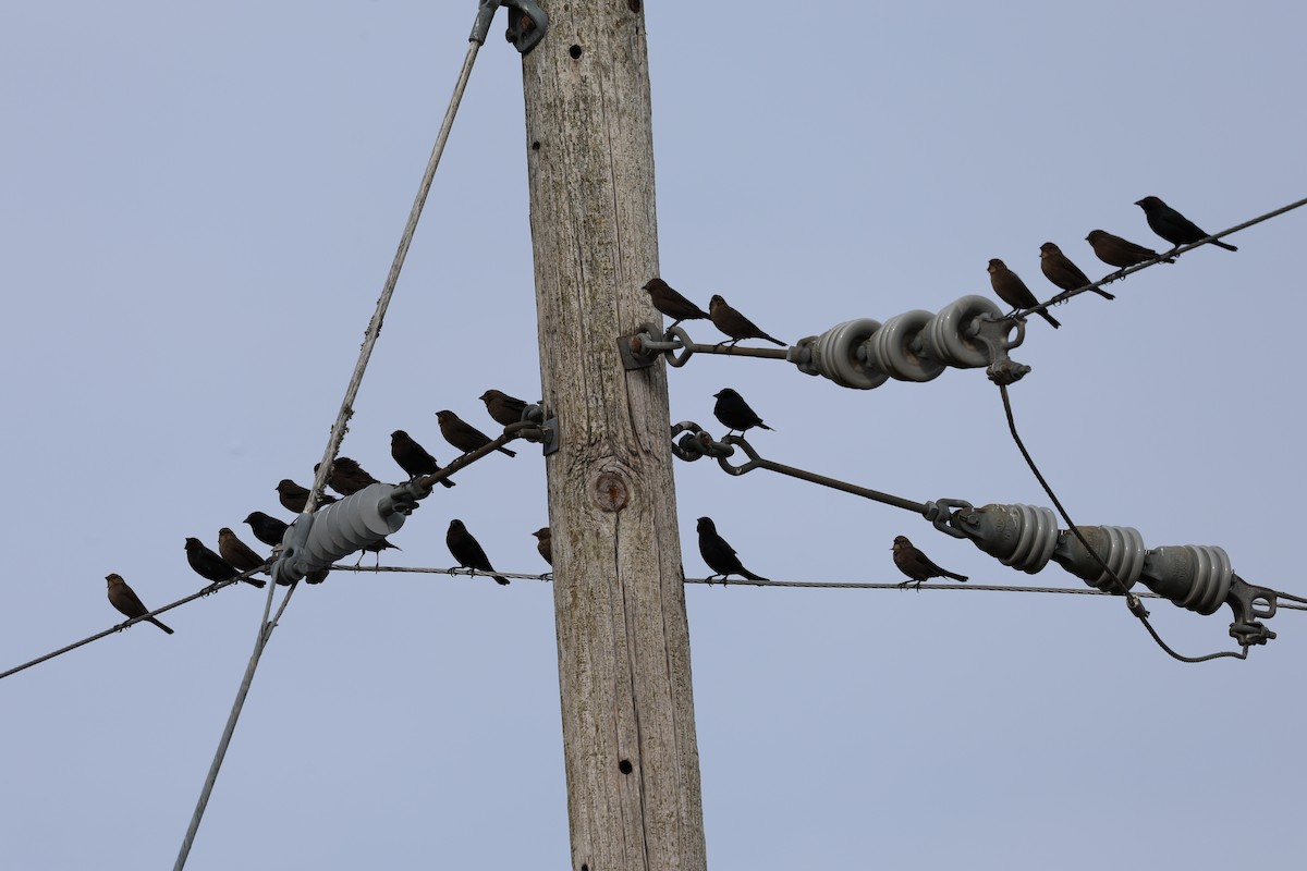 Braunkopf-Kuhstärling - ML646422414