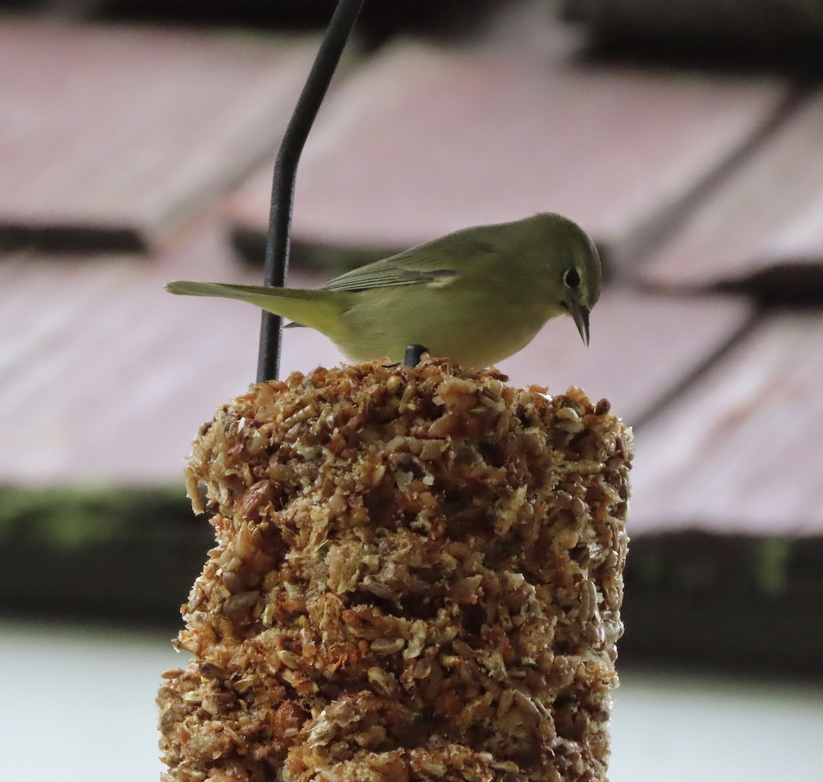 Orange-crowned Warbler - ML646422415