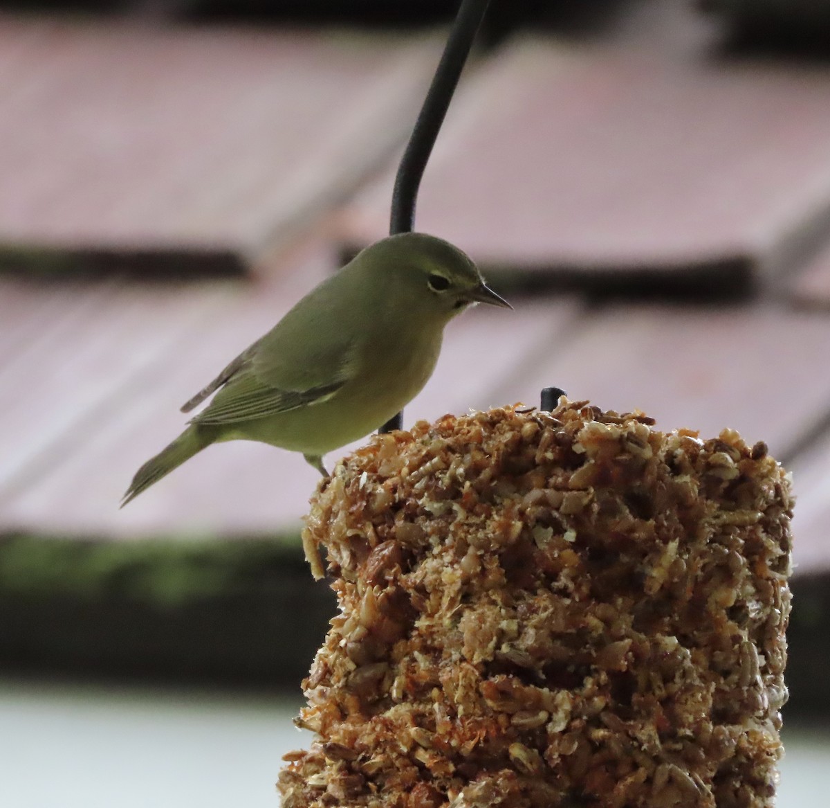 Orange-crowned Warbler - ML646422416