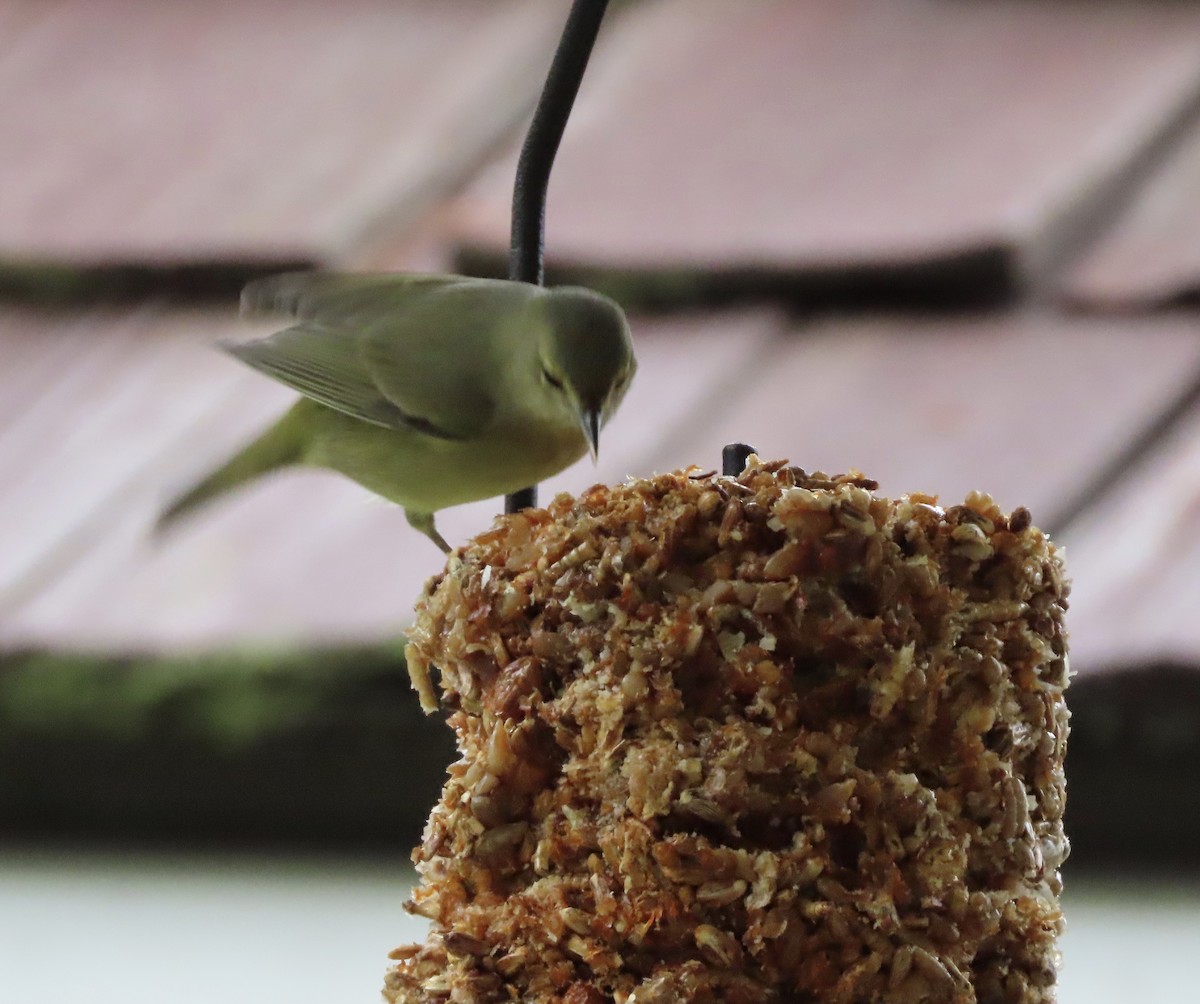 Orange-crowned Warbler - ML646422417