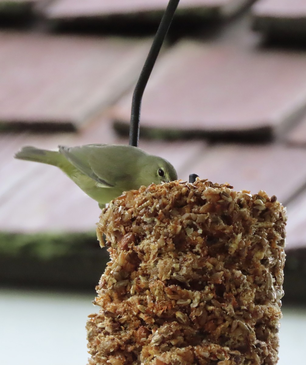 Orange-crowned Warbler - ML646422418