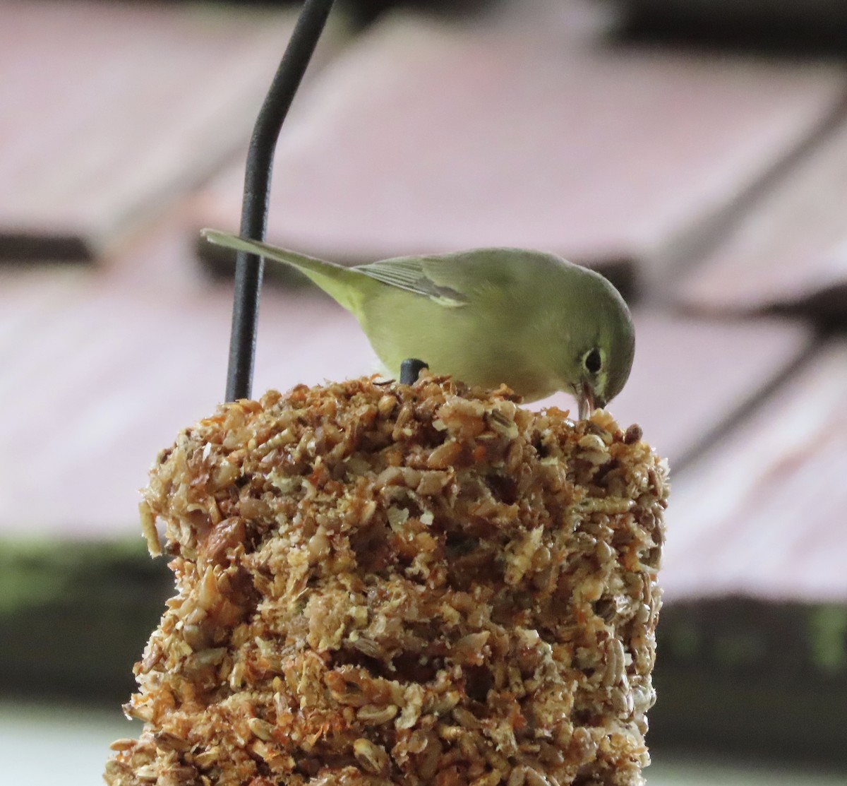 Orange-crowned Warbler - ML646422419