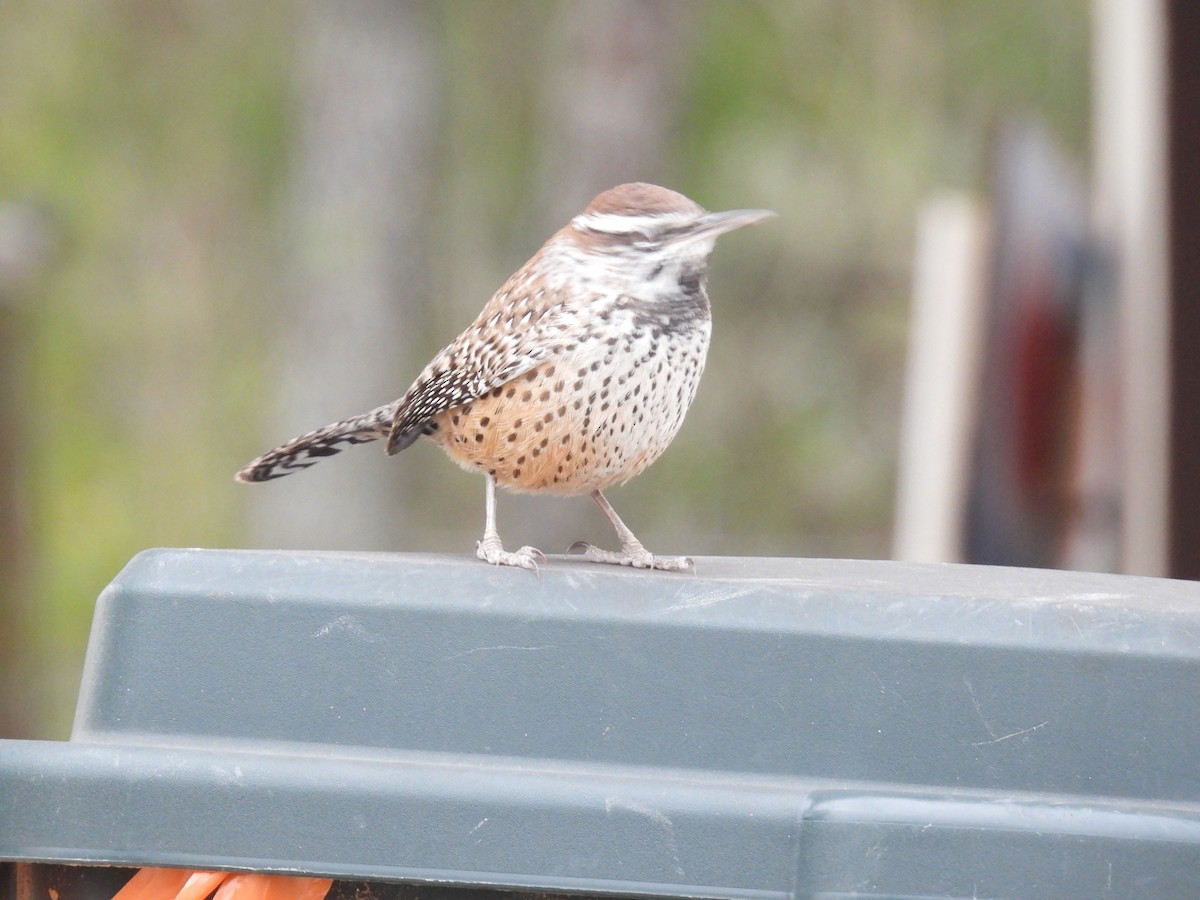 Cactus Wren - ML646422420