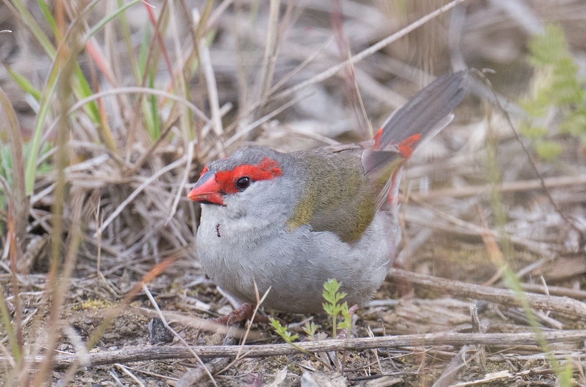 Red-browed Firetail - ML646422423