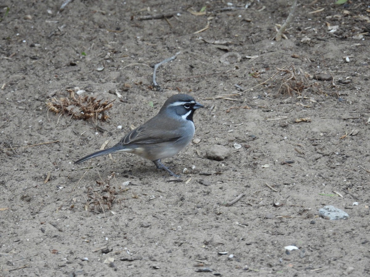 Black-throated Sparrow - ML646422424