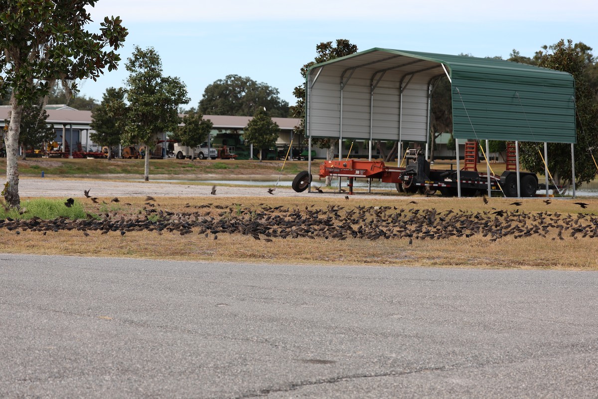 Braunkopf-Kuhstärling - ML646422427