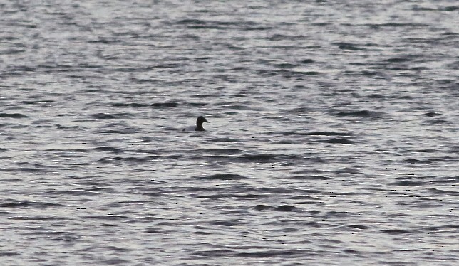 Canvasback - ML646422428