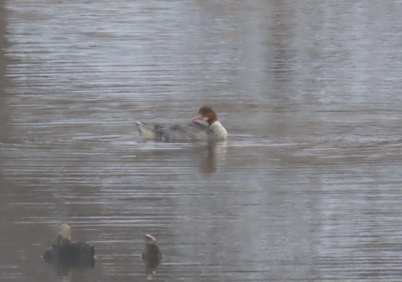 川秋沙 - ML646422431