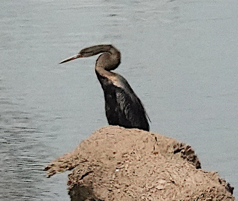 Oriental Darter - ML646422434