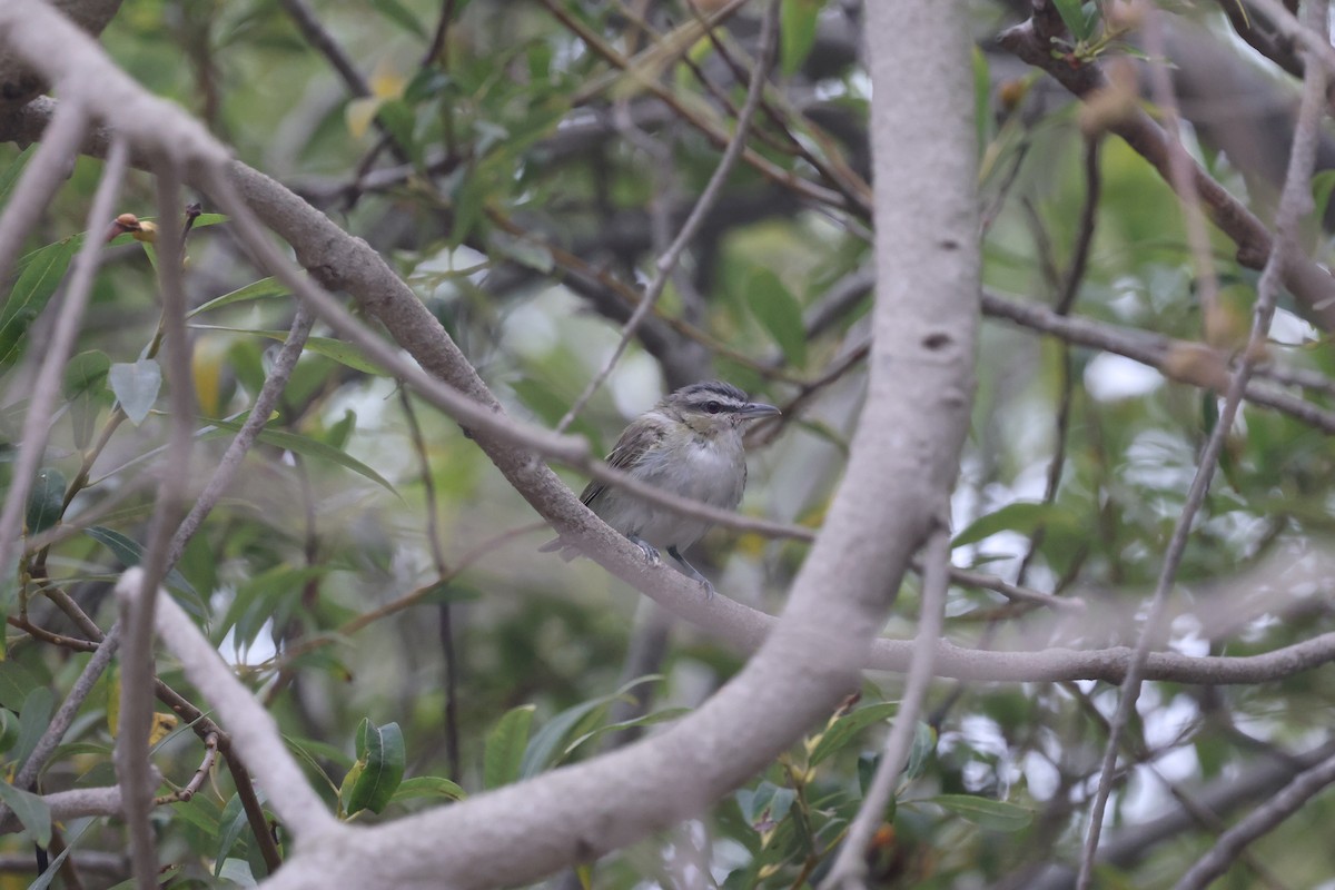 Red-eyed Vireo - ML646422435