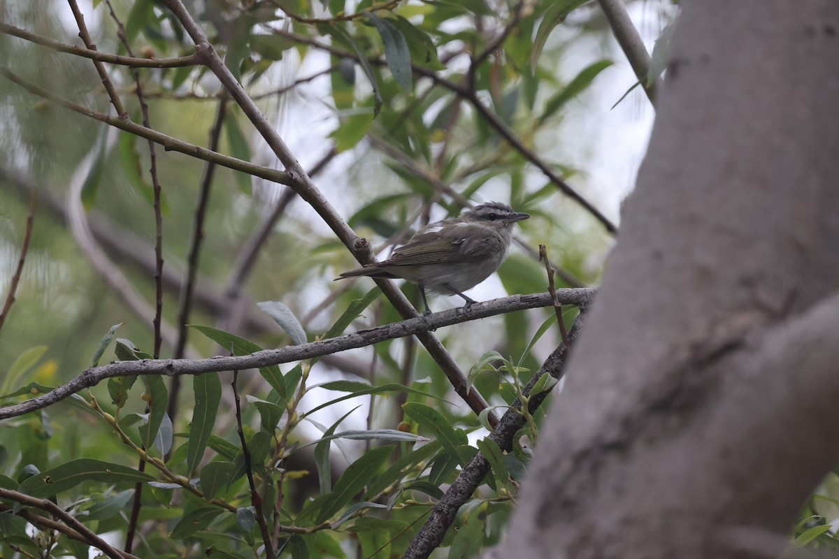 Red-eyed Vireo - ML646422436