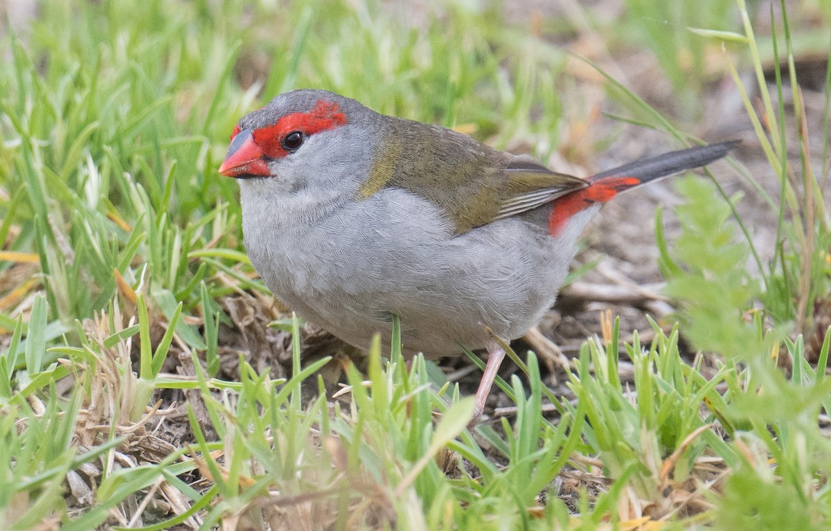 Red-browed Firetail - ML646422438