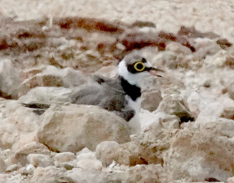 Little Ringed Plover - ML646422439