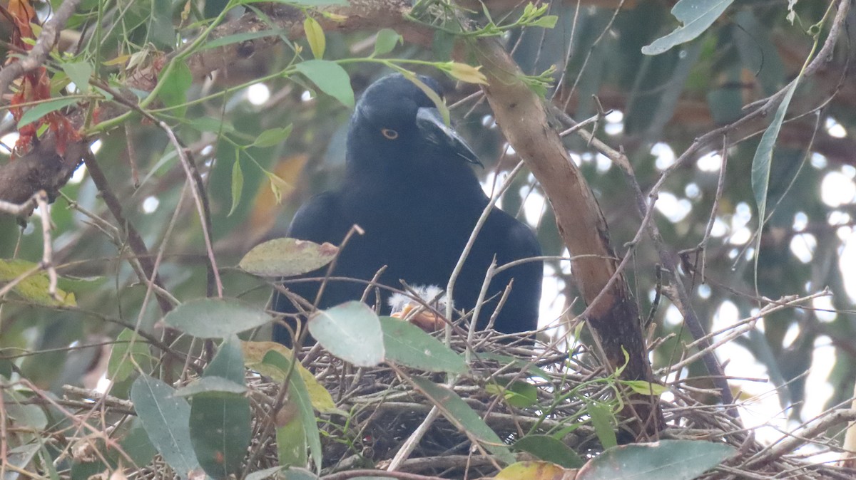 Pied Currawong - ML646422440