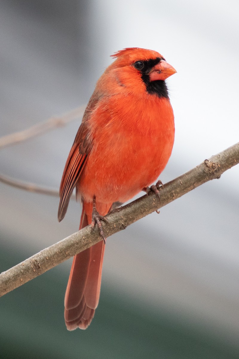 Northern Cardinal - ML646422443