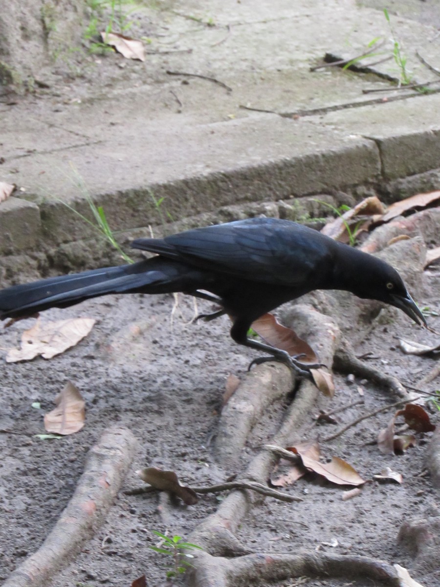 Great-tailed Grackle - ML646422447
